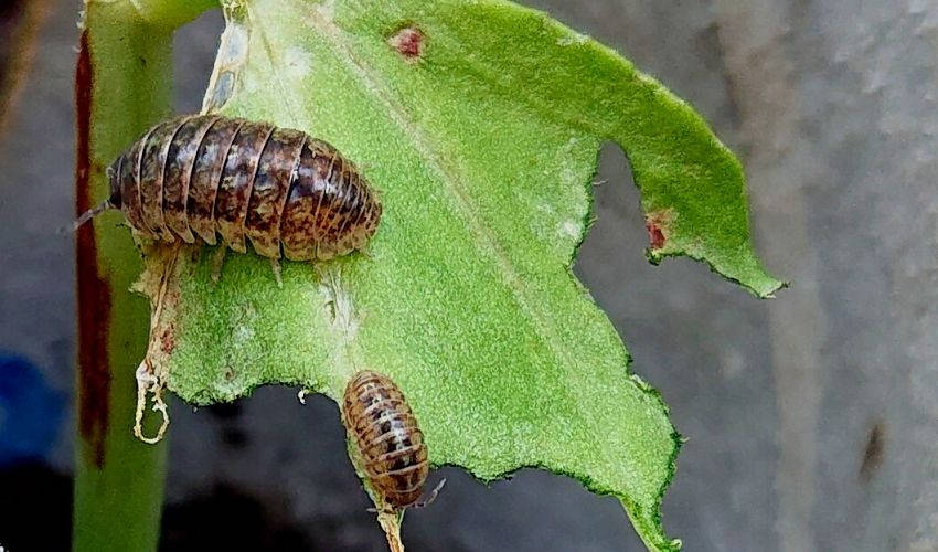 Slaters on Leaf